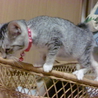 ふわふわアメショーミックス子猫 サムネイル5