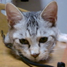 ふわふわアメショーミックス子猫 サムネイル4