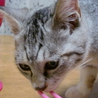ふわふわアメショーミックス子猫 サムネイル7