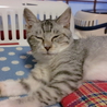 ふわふわアメショーミックス子猫 サムネイル6