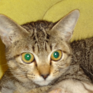 キジトラ　かわいい子猫のミミちゃん