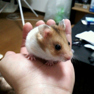 ゴールデンハムスター（野生色）
