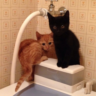 二匹の兄弟猫の里親を募集します！