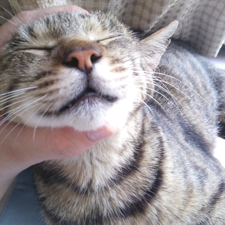 人懐っこくて穏やかなキジトラ猫ちゃんです♡