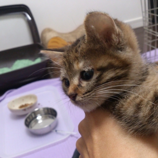 仔猫の家族を探します