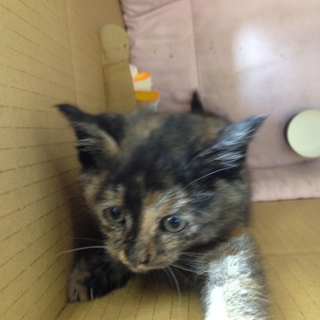 保護仔猫、里親募集中！