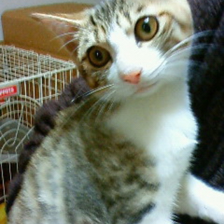美人子猫　４か月半。抱っこ大好きのお転婆さん