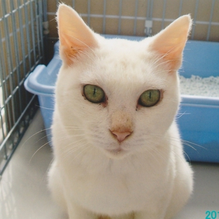 居場所がほしい猫