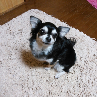 ２キロチワワ♀７歳