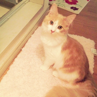 メインクーン♂子猫＊甘えん坊さん