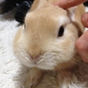 ネザーランドドワーフの♂♀ サムネイル2