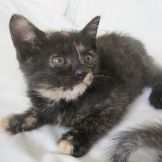 お留守番できます　抱き心地抜群のボブテイルの子猫