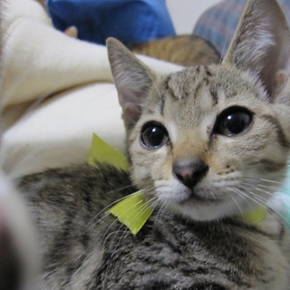 砂色のきれいな子猫　甘えん坊テラくん
