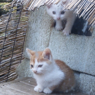 埼玉から　小ぶりな茶＆白な男の子