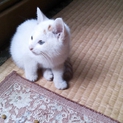 埼玉から　白いムチムチ男子