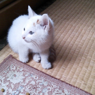 埼玉から　白いムチムチ男子