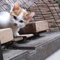 埼玉から　正義感強い（？）三毛猫
