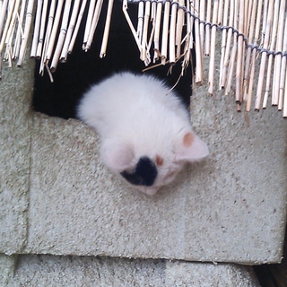 埼玉から　牛さんみたいな柄の三毛