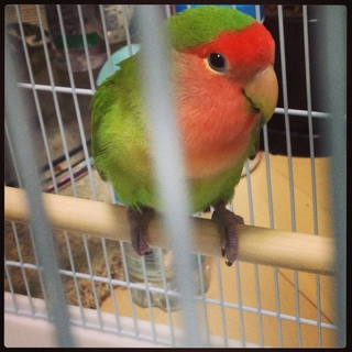 ラブバードのコザクラインコの里親さん募集！