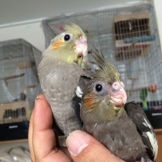 オカメインコの里親募集