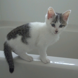素敵な飼い主様に決まりました