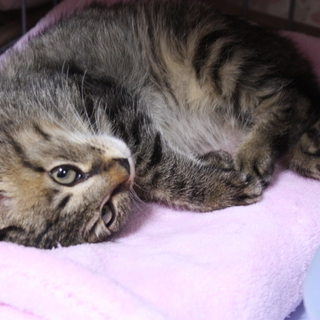 はちねこ！キジトラモンド君