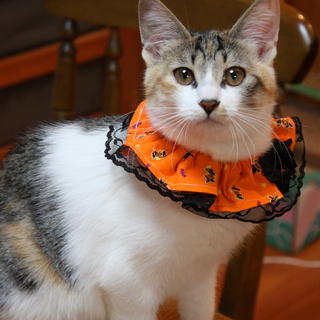 「はちねこ！」エイズ陰転した三毛猫ほぅちゃん