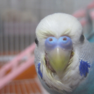 手乗りのセキセイインコです★