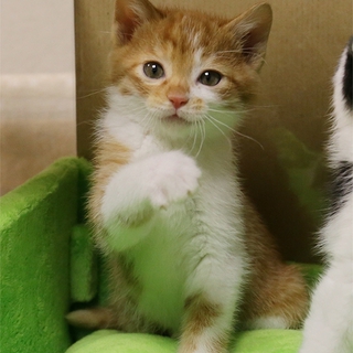 ◆茶白H25-52生後１カ月の子猫