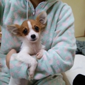 至急！