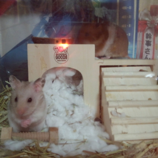可愛がってくれる方