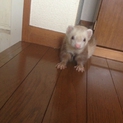 フェレットの里親募集中