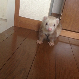 フェレットの里親募集中