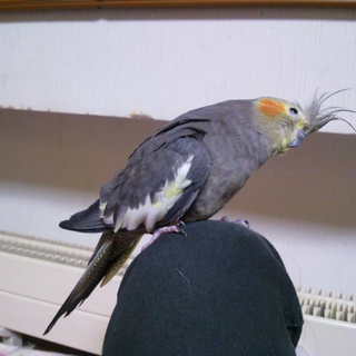 オカメインコ♀４歳