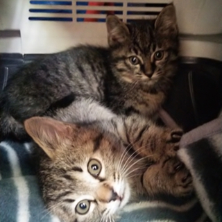 ２匹のオスとメスの子猫と暮らしたい人募集中!!