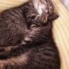 ２匹のオスとメスの子猫と暮らしたい人募集中!! サムネイル2