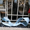 ２匹のオスとメスの子猫と暮らしたい人募集中!! サムネイル3