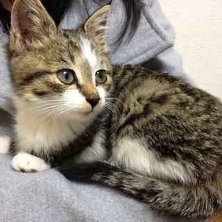 猫の里親募集