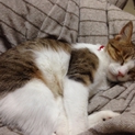 ('ω')里親募集中('ω')
