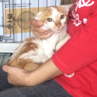 生後半年の子猫の里親さん募集