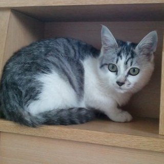 短足シャー子(ｵｽですが(^_^;))