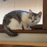 短足シャー子(ｵｽですが(^_^;)) サムネイル3