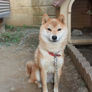 柴犬（室外犬）の里親様募集