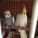 オカメ、こざくら里親募集