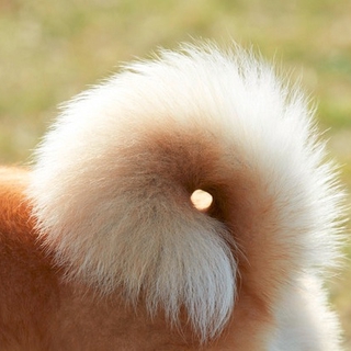 くるくる尻尾の秋田犬　ヤ印くん