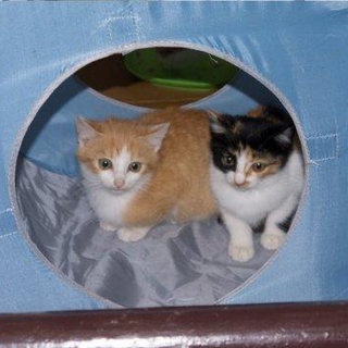 保護子猫　里親さん募集
