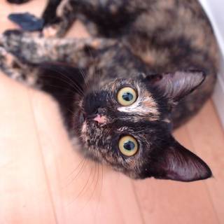 人が大好き！おひざ猫♪