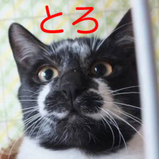 すーりすり、ごーろごろする☆とろくん