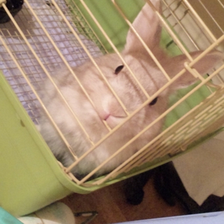 里親さんを募集してます(＞＜*)