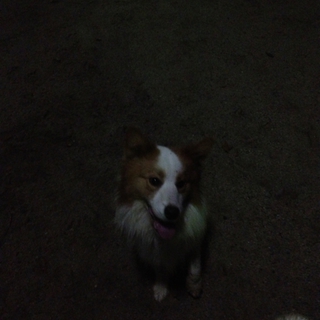 ボーダーコリー成犬